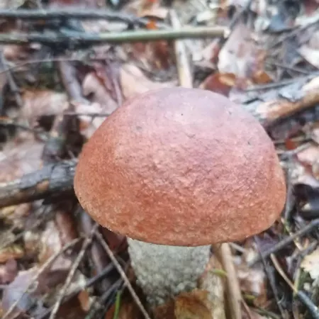 Zakatek Dorimaks * Zawoja