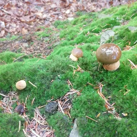 Zakatek Dorimaks Rum i privatbostad *