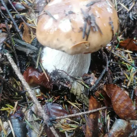 Rum i privatbostad Zakatek Dorimaks Zawoja