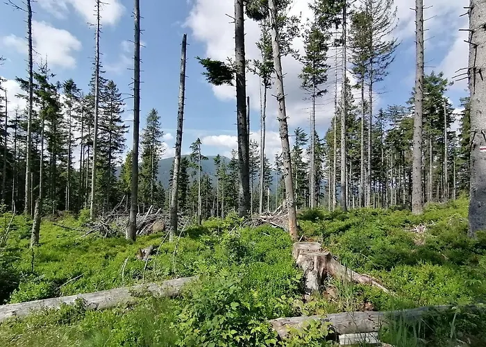 Zakatek Dorimaks בית אירוח