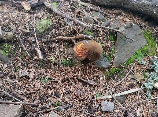 בית אירוח Zakatek Dorimaks זאבוייה