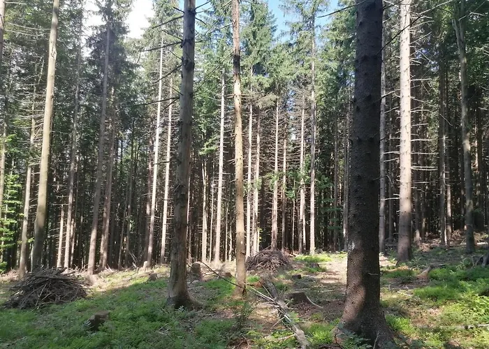 Zakatek Dorimaks * זאבוייה