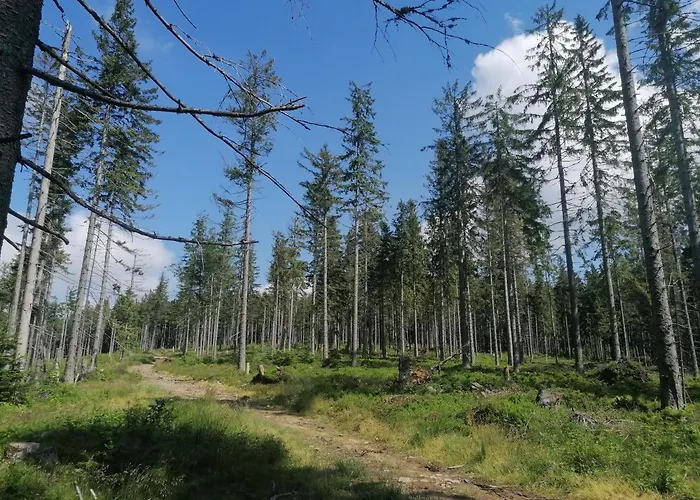 Zakatek Dorimaks זאבוייה