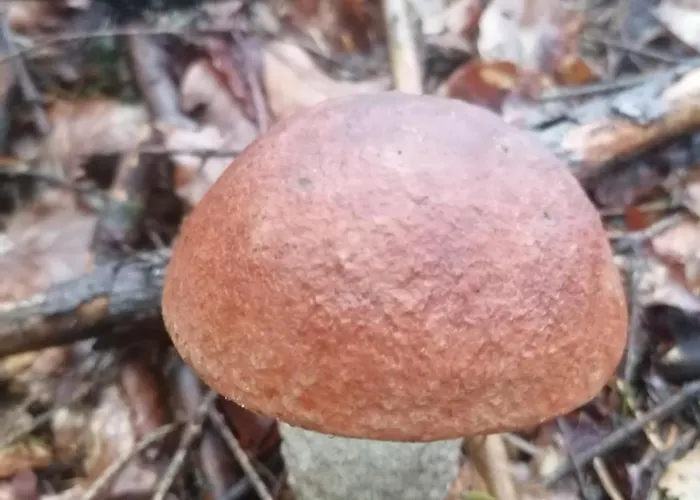 Zakatek Dorimaks * זאבוייה