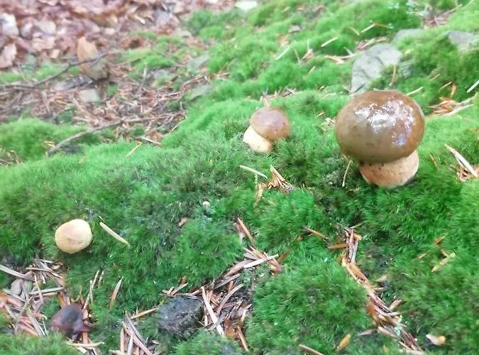 Zakatek Dorimaks בית אירוח *